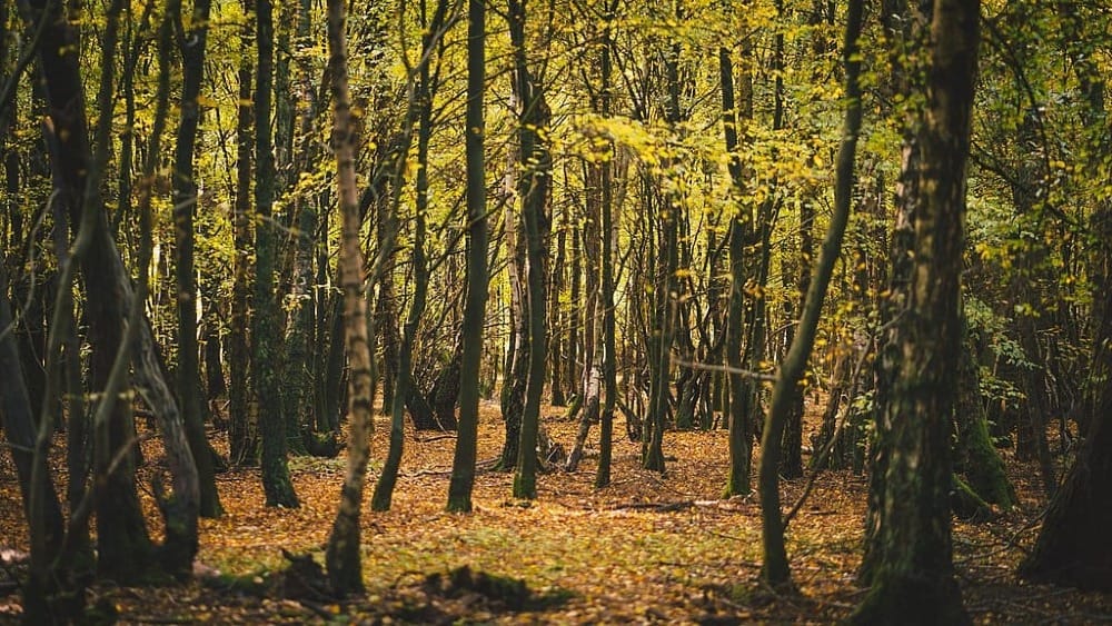 You Might Like: Ideas to Help You De-Stress